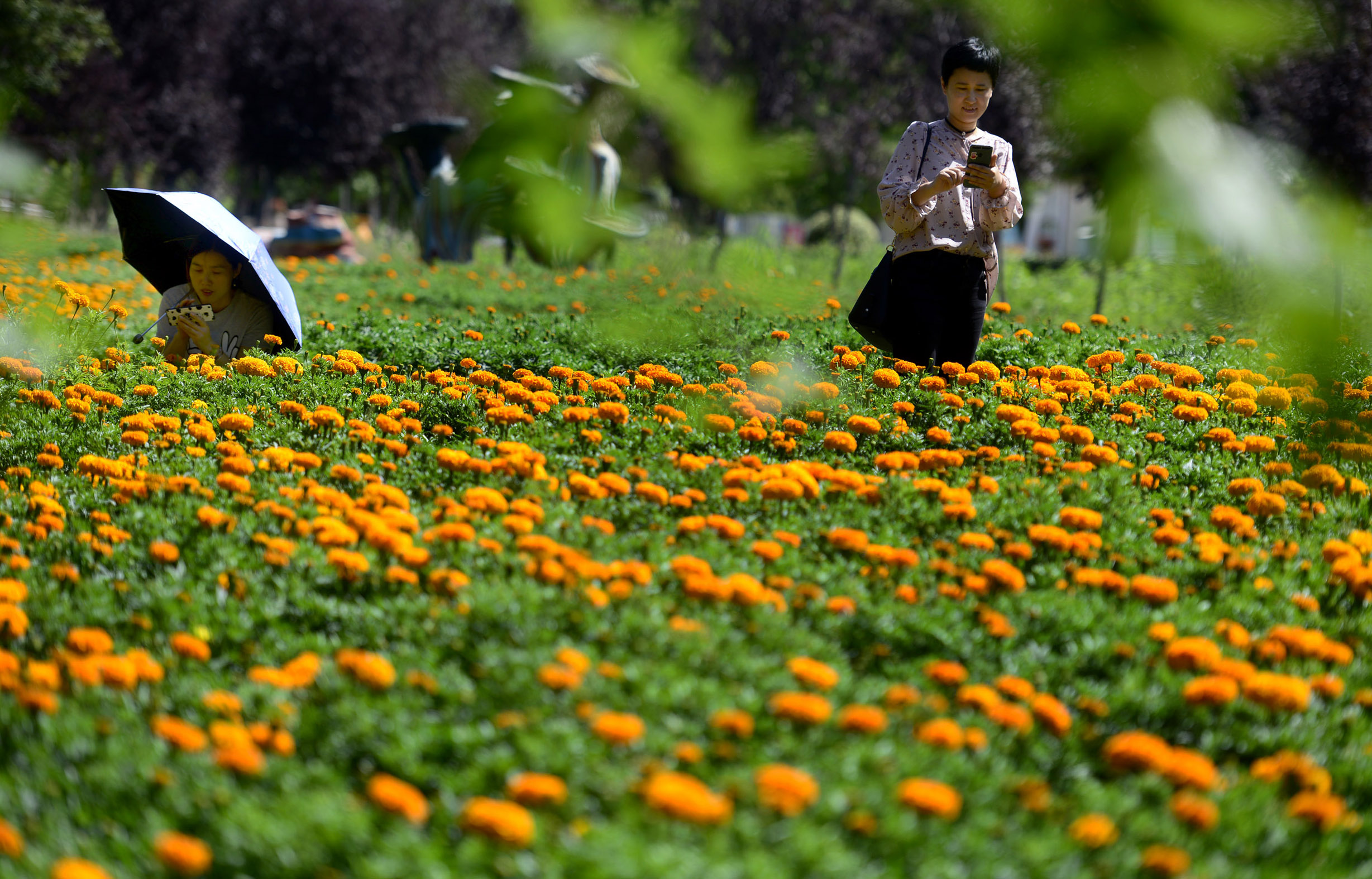 老北京新京韵顺义现星空图案菊花海
